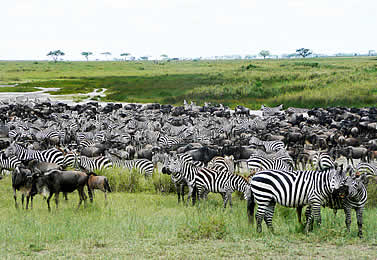 photo of zebras and wildebeest in the open