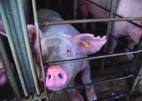 photo of a pig pushing her snout through the bars of a cage