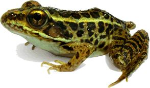 photo of a frog