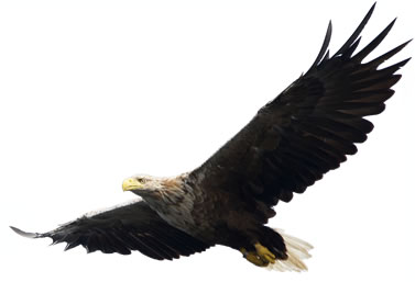 photo of a flying eagle