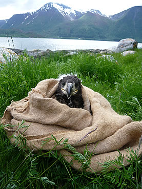 photo of an eagle chick poking its head out of a burlap sack, on the shore of a lake near snowy mountains, it is glaring at the camera