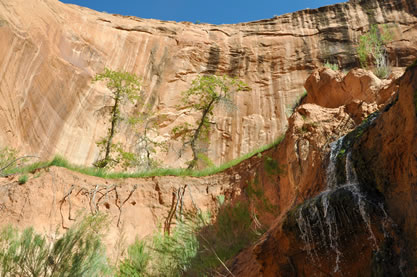 photo of vegetation on a desert canyon wall