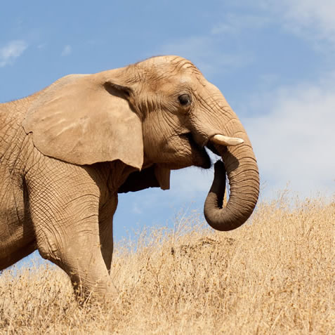 photo of an elephant