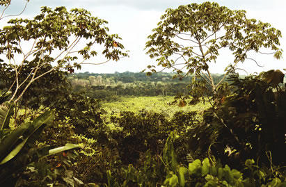 photo of a view looking out at the canopy of a tropical rainforest