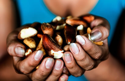 photo of hands full of shelled brazil nuts