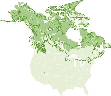 shaded map of the US and Canada showing actual and projected ranges