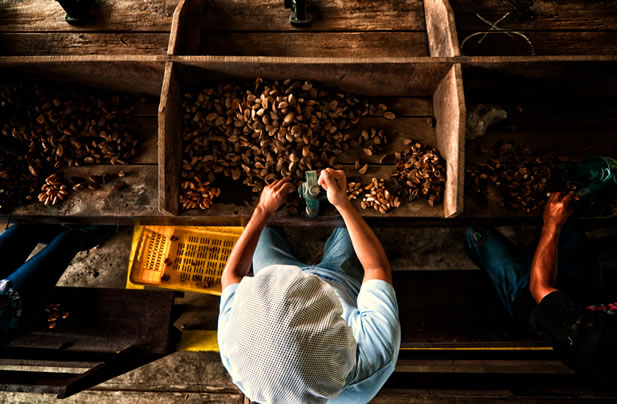 photo of people sorting and measuring brazil nuts