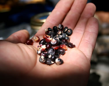 photo of a handful of heirloom corn kernels