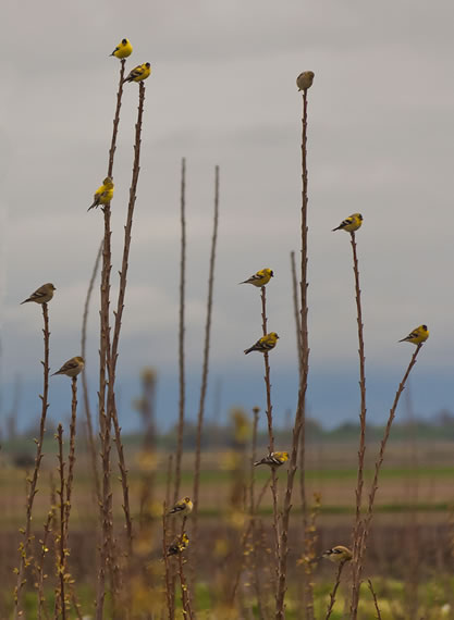 photo of colorful songbirds, roosting in a field