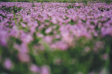 photo of flowers