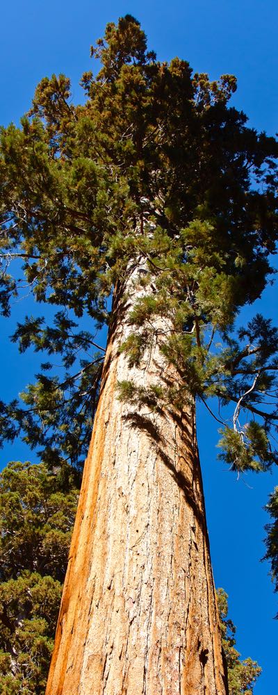 photo of a tall tree