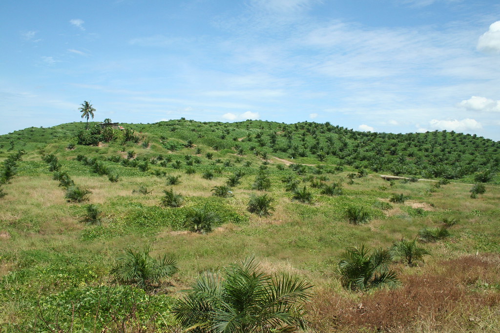 A palm oil plantation in Malaysia. The Sarawak government believes palm oil is a key part of the state's economic development. Photo by Angela Sevin.