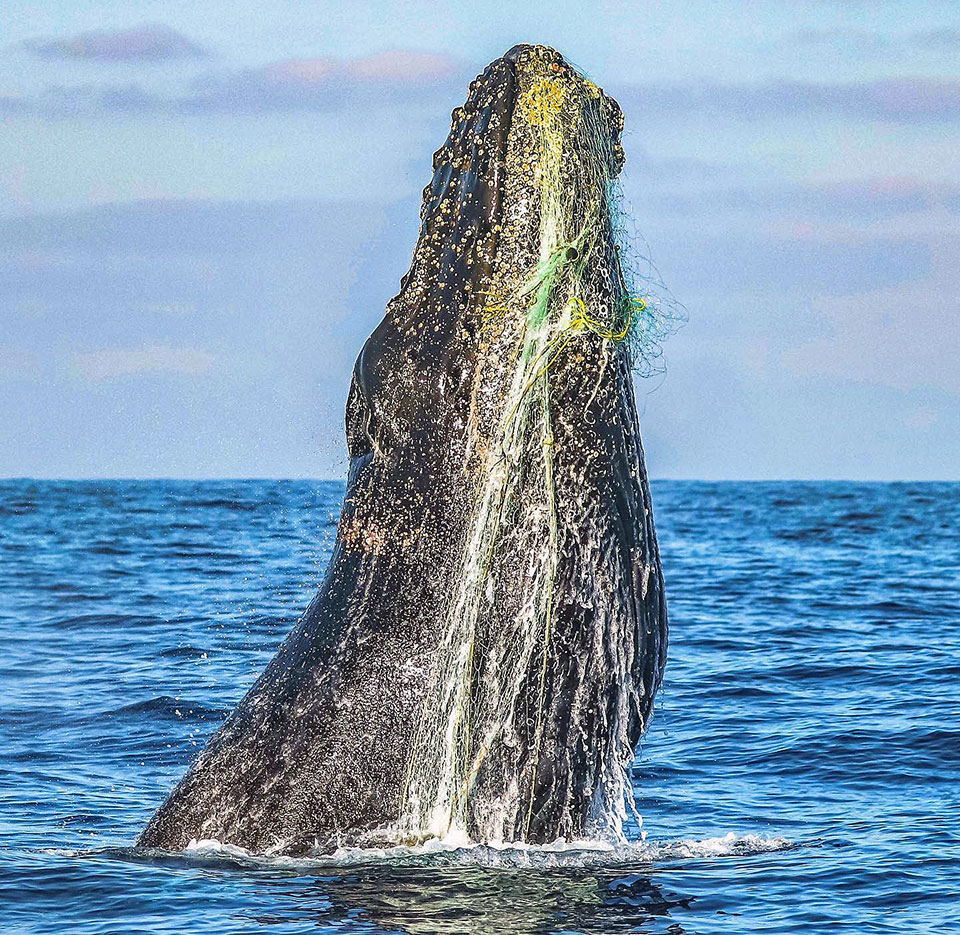 In 2020, whale-watchers witnessed an enormous humpback severely entangled in a commercial gillnet off the San Diego coast. Despite days of search efforts, rescue teams were unable to help it. The fate of that whale is unknown. Photo by Domenic Biagini.