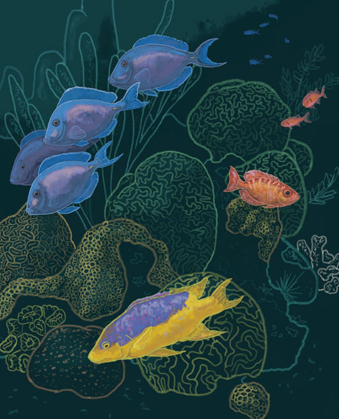 detail of coral illustration