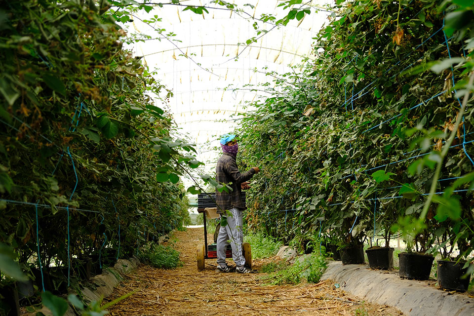 farmworker picking berries in Portugal