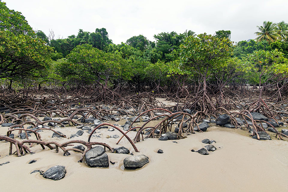 Mangroves, a significant coastal ecosystem around the world, follow tidal shifts related to the fluctuations of the moon’s orbit. Photo by David Clode.