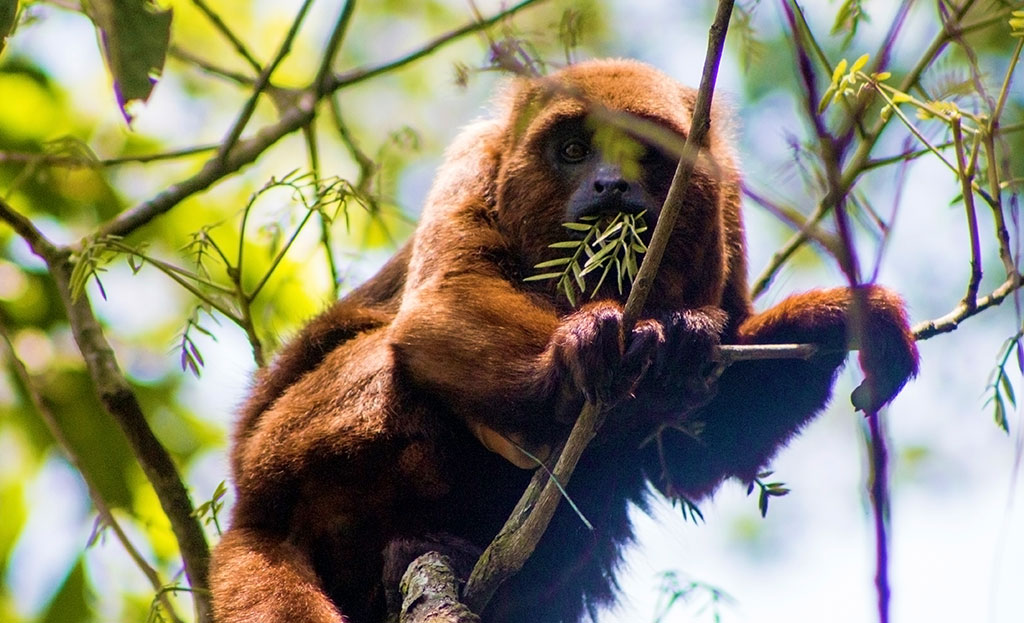After a six-month search that was frustrated by defective equipment, in December 2018, student researchers finally spotted Tijuca’s rewilded howler monkeys. Photo by Luísa Genes.