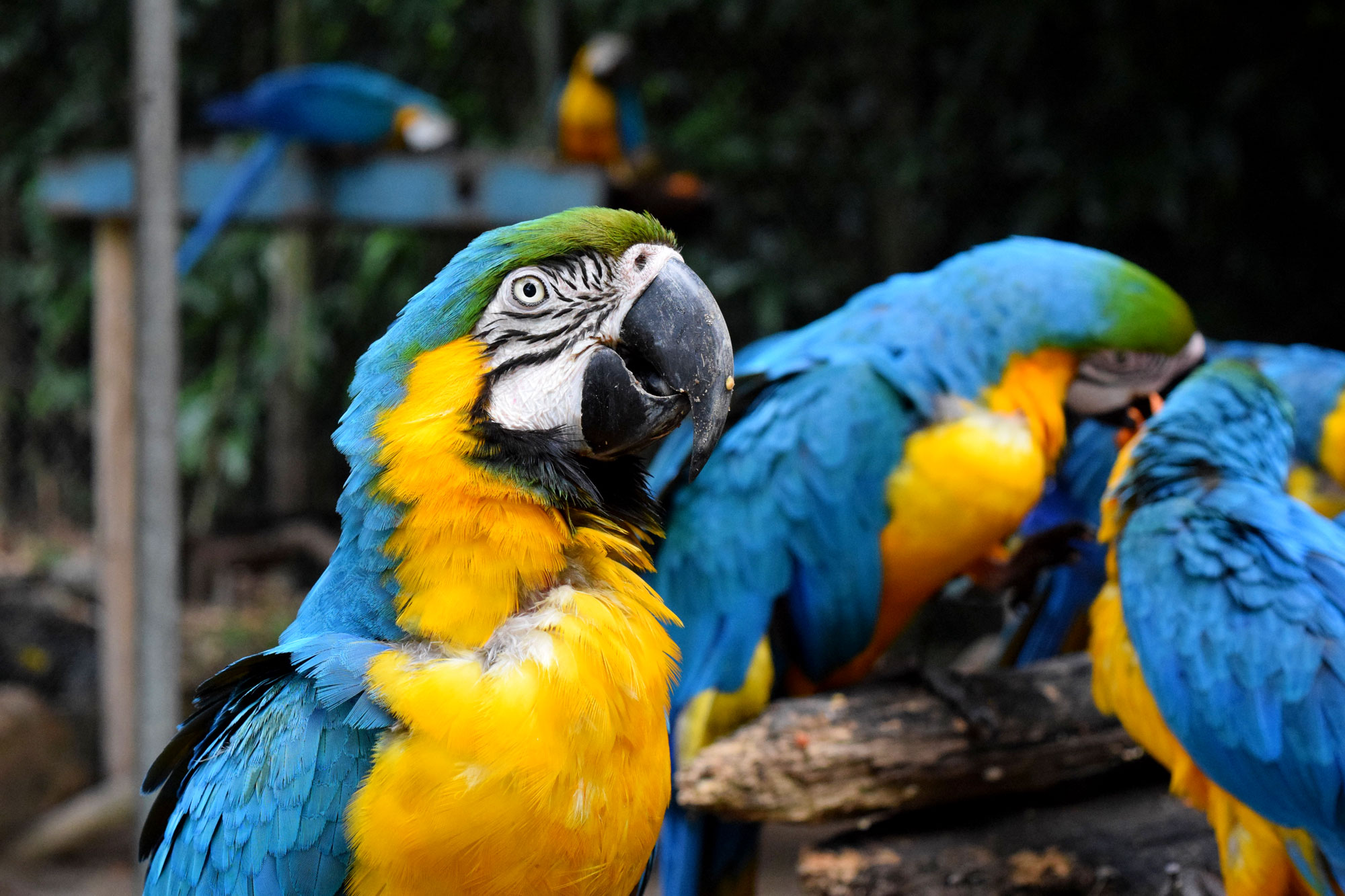 Rescued macaws at a wildlife triage center in Rio are being prepped for release into Tijuca National Park as part of a unique rewilding effort that is attempting to bring the park's entire ecosystem back to life. Photo by Bernardo Araujo.