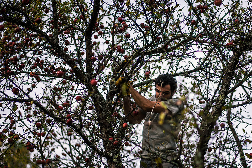 To find heritage apple trees, the Lost Apple Project crew forages across Vermont’s farmland, woodland, and bygone homesteads tasting new varieties as they go. Promising apples may end up in fermentation trials, and the tastiest varietals end up in wild-apple ciders. Photo by Michael Tallman.