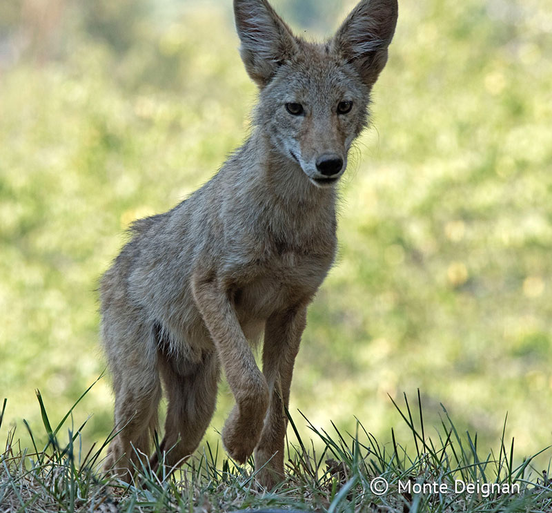 photo of a coyote pup