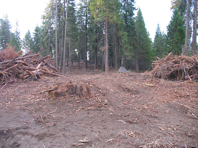 photo of a clearcut in a forest