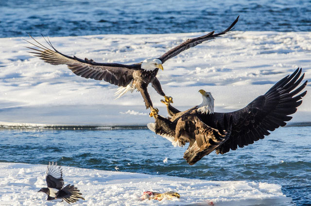 photo of a eagles interacting