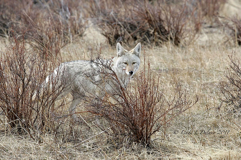 photo of a young coyote in a grassland