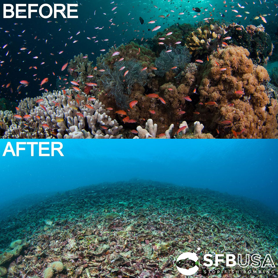 underwater photo of a reef, before and after bombing