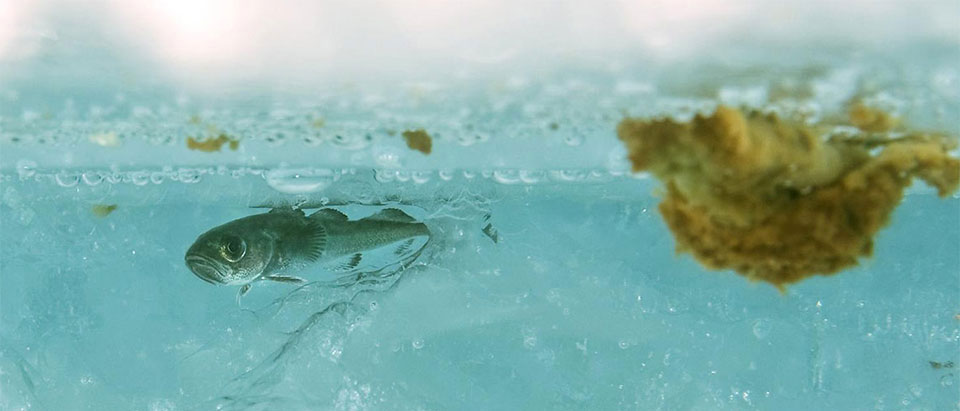 underwater photo of a fish near the surface of the sea
