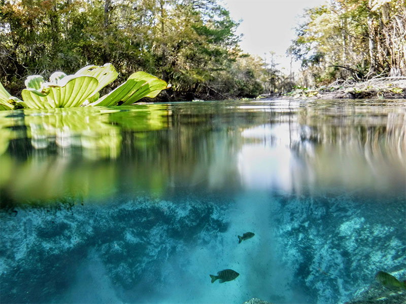 photo of a tropic spring