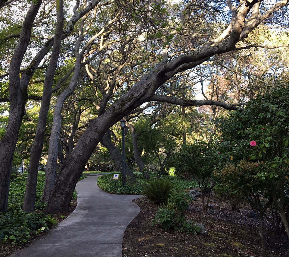 photo of a path through trees